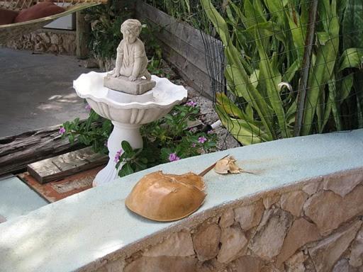 The Barnacle B&b