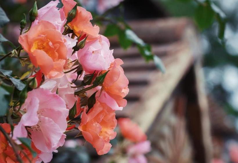 ユースホステル The Pheasant