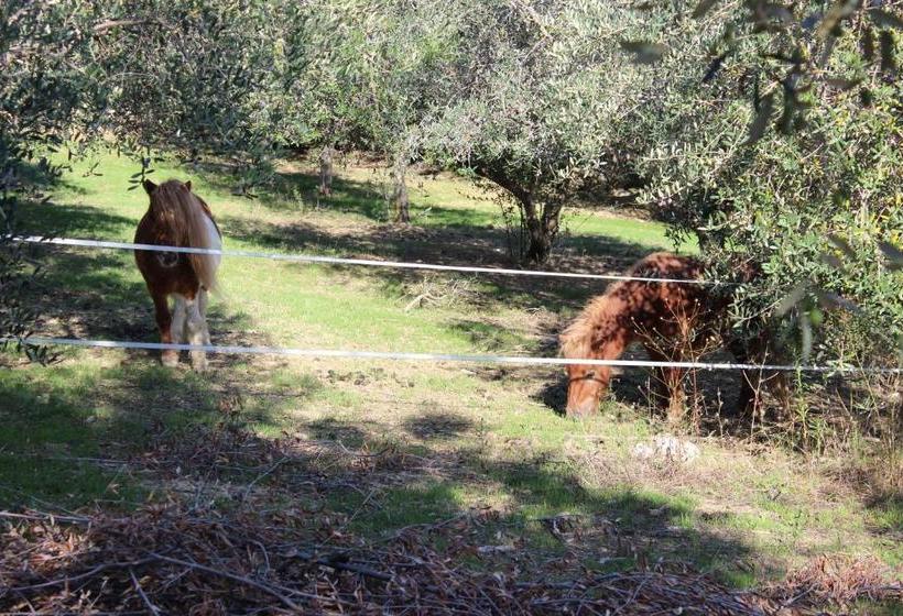 Casale Delle Rose B&b Fattoria
