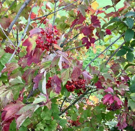 Bed and Breakfast La Maison Haute