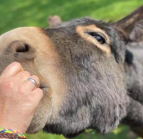 צימר Meerkat Manor