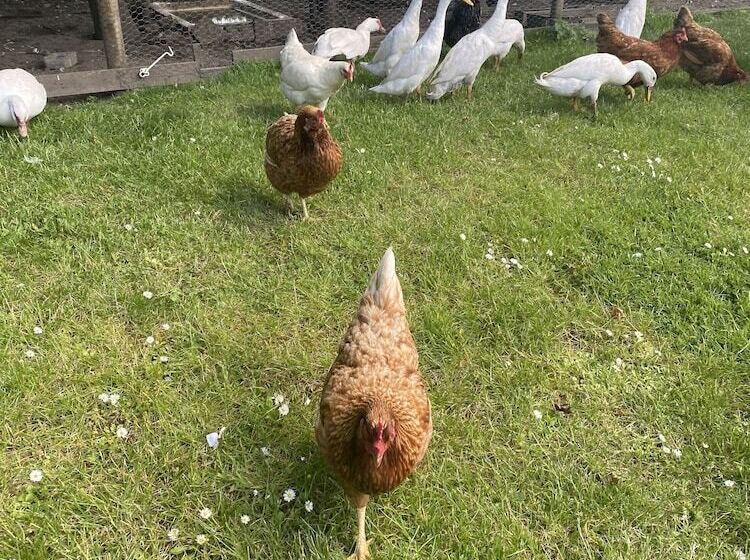 مبيت وإفطار The Penruddocke Arms