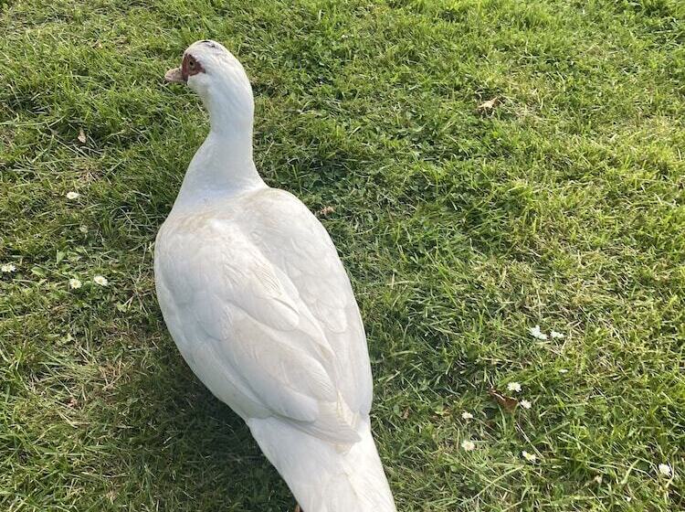 住宿加早餐  The Penruddocke Arms