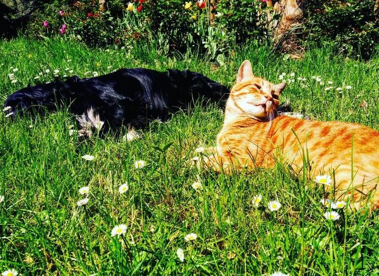 فندق A Casa Del Tosi