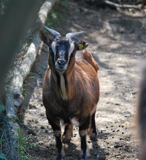 فندق A Casa Del Tosi