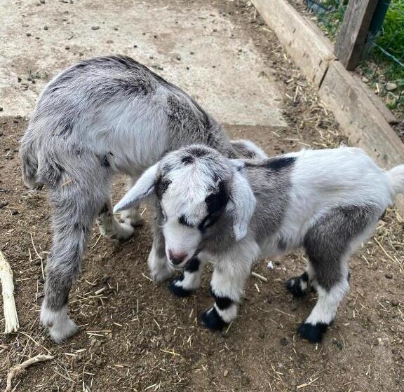 酒店 Agriturismo A Ca Du Cappellan