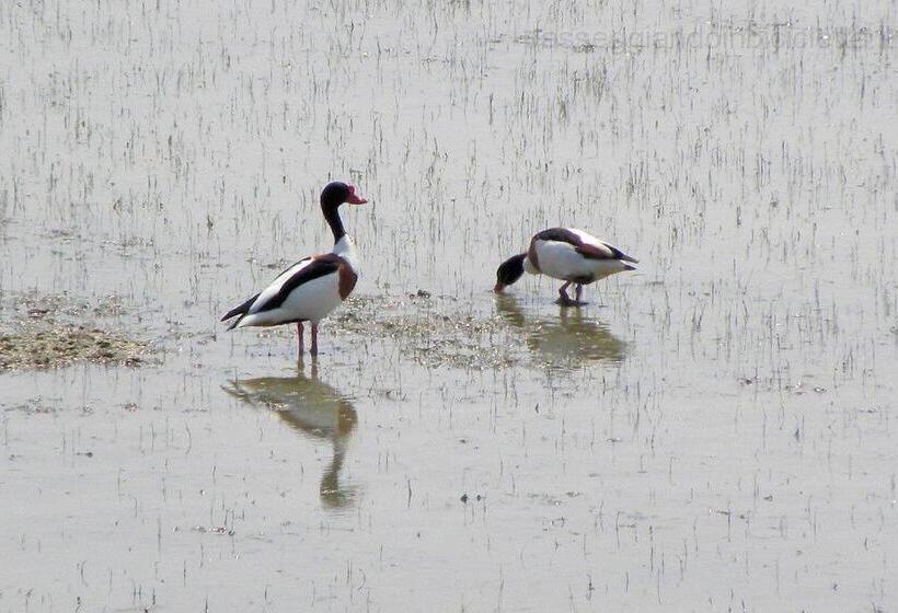 ホテル Agriturismo Ca  Bonelli 1924