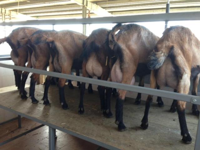 호텔 Agriturismo La Betulla