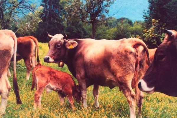 호텔 Agriturismo La Betulla