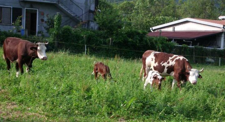호텔 Agriturismo La Betulla