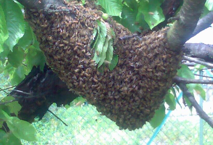 호텔 Agriturismo La Betulla