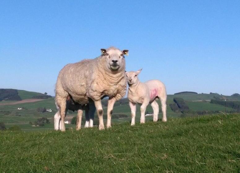 فندق Boreland Farm