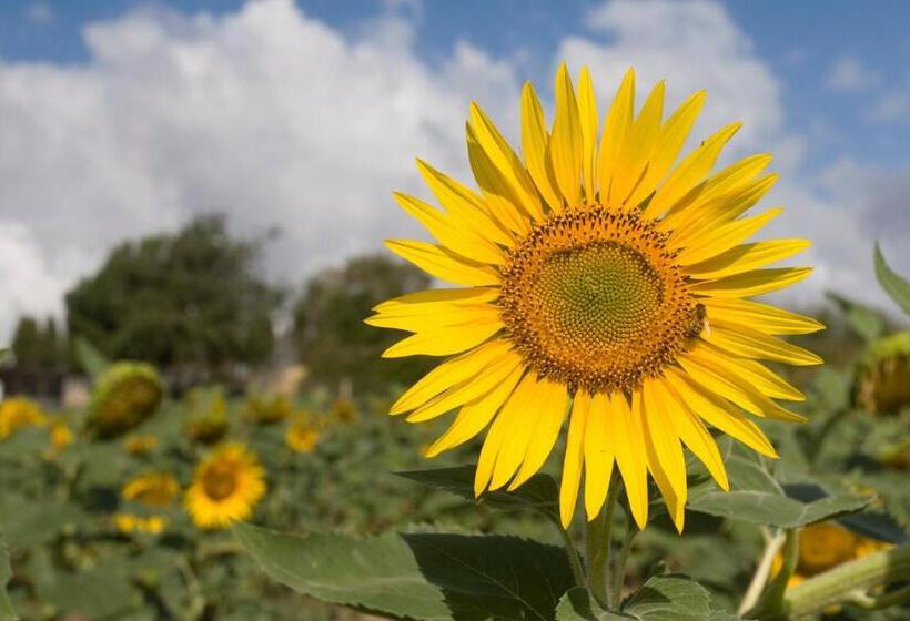 בית מלון כפרי Sant'antonio