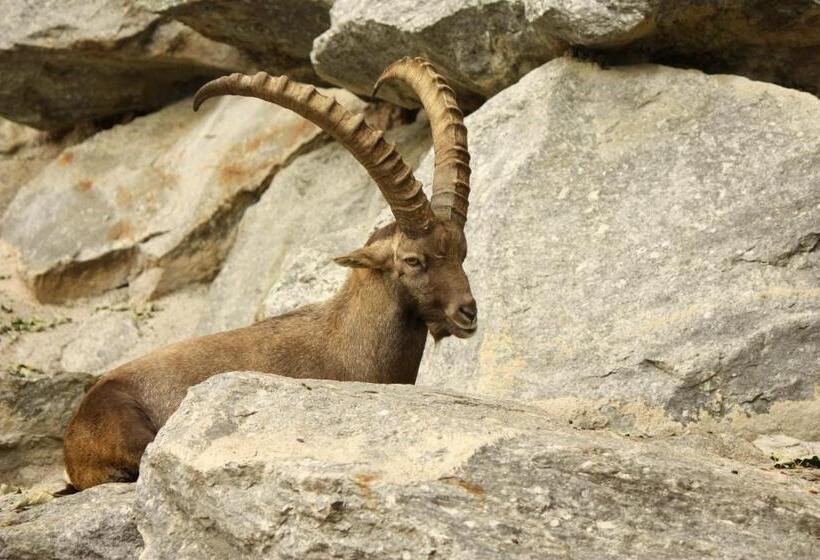 פנסיון Adlerhorst