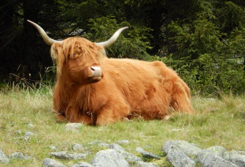 פנסיון Adlerhorst