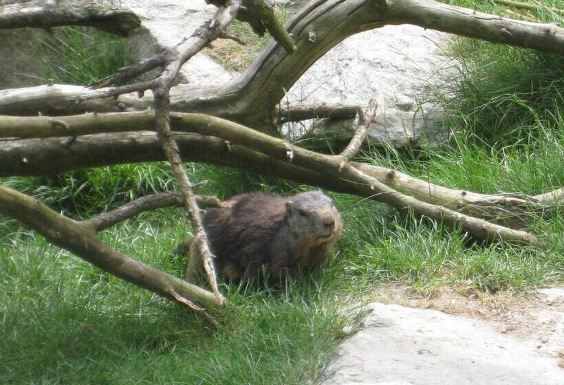 פנסיון Adlerhorst