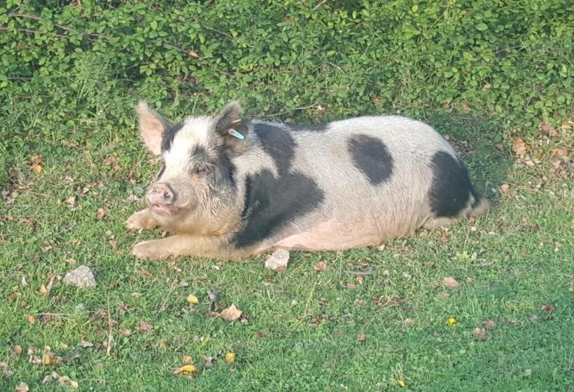 膳宿费 Cypress Log Cabins Accommodation