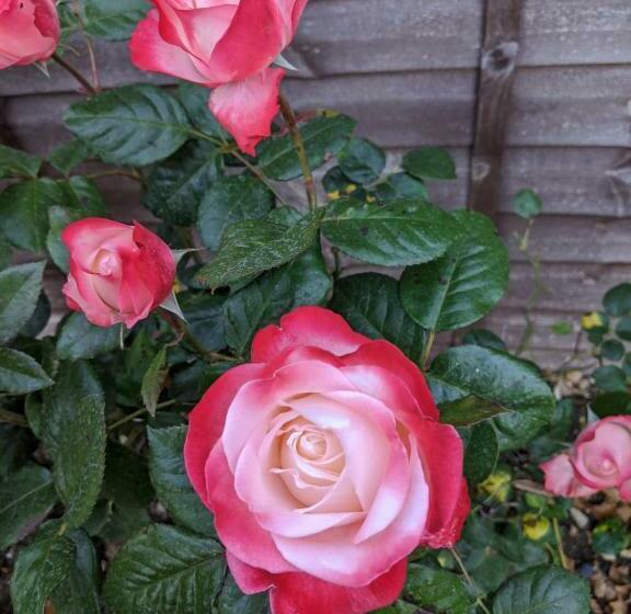 Пансион Ivy Todd Cottage