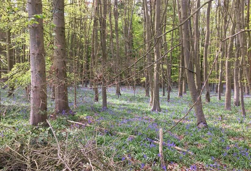 Пансион Ivy Todd Cottage