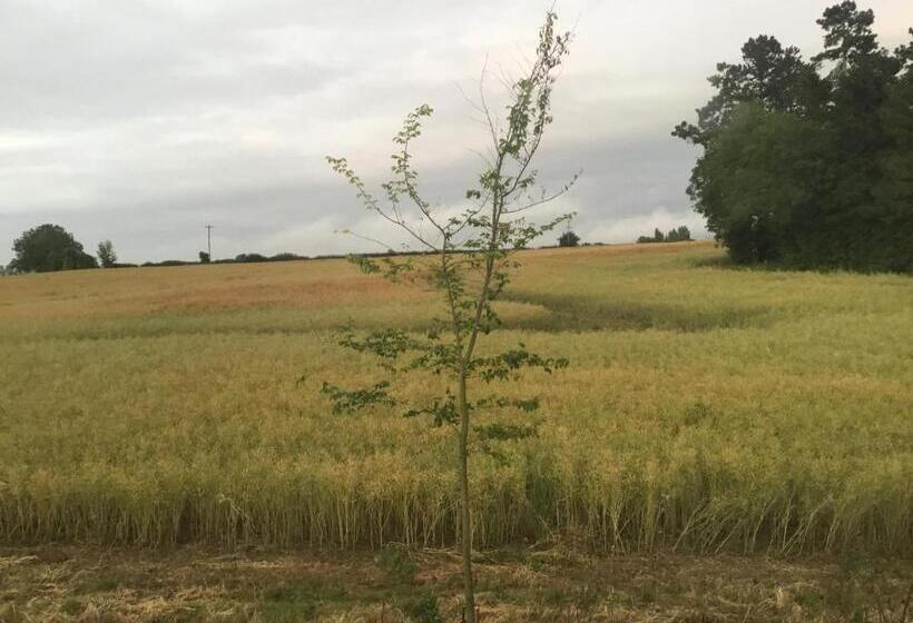 Пансион Ivy Todd Cottage