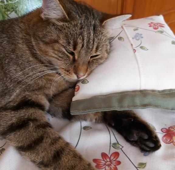 Pension Landhaus Ingrid B&b