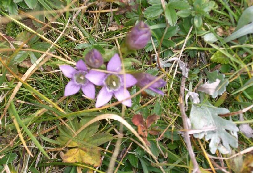 Pension Landhaus Ingrid B&b