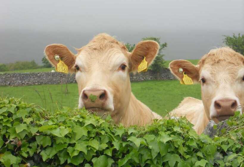 Отель Cappabhaile House