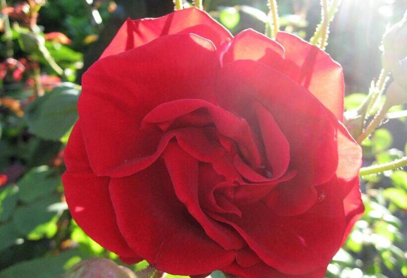 فندق Hôtelrésidence La Rubanerie