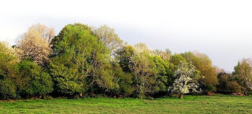 Logis Hotel Maison Carrée Restaurant O Carré Dart
