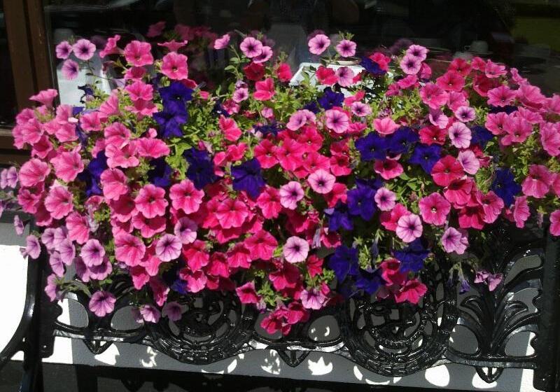 בית מלון כפרי Mountain View Guesthouse