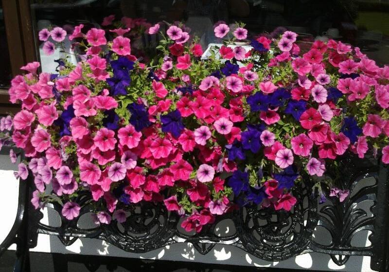 בית מלון כפרי Mountain View Guesthouse