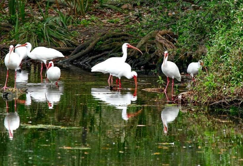 فندق Sanibel Island Beach Resort