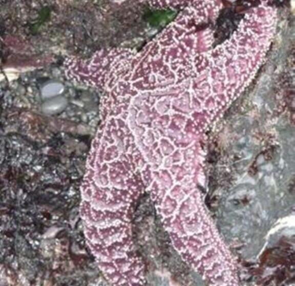 הוסטל The Oceanfront Inn