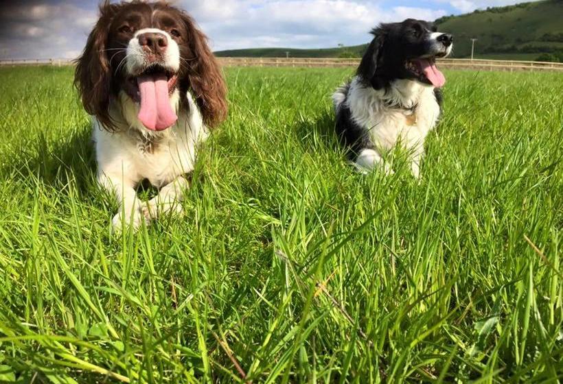 B&b South Downs Way