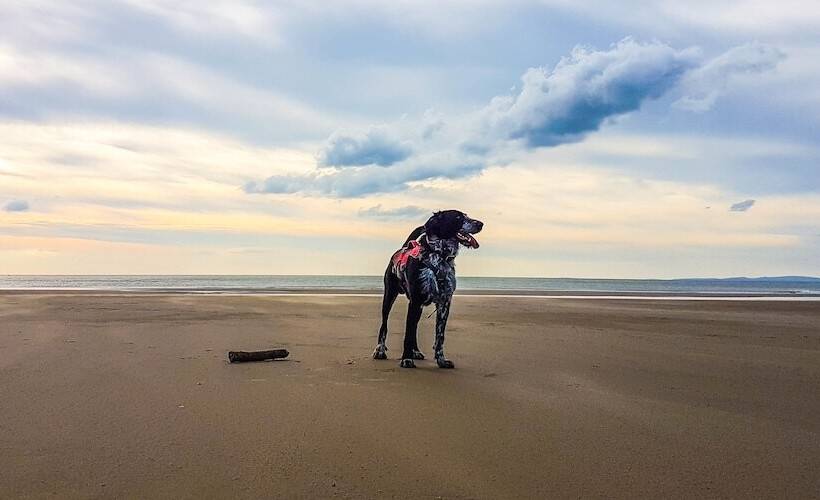 Bed and Breakfast The Firecat Country House Guesthouse