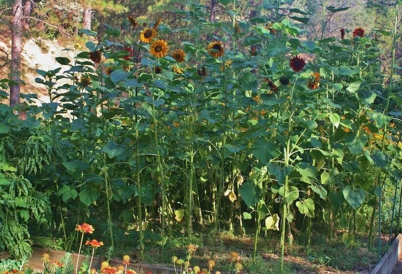 민박 The Inn At Shasta Lake