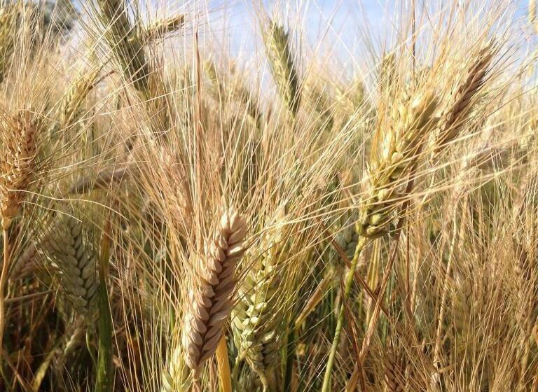 בית מלון כפרי Agriturismo Belvedere