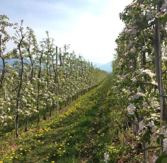 בית מלון כפרי Agriturismo Maso Tafol