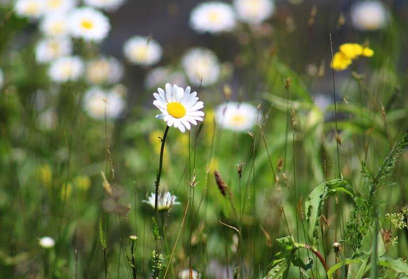 فندق Alpine Lake Resort