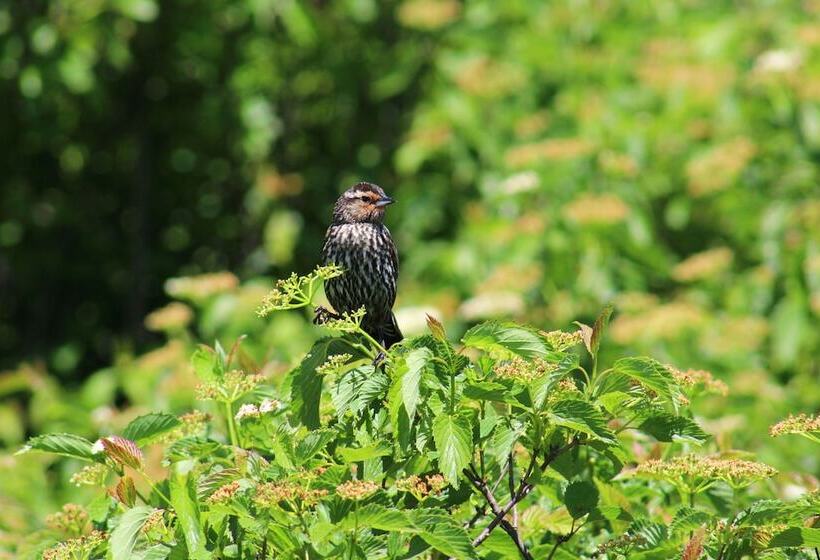 فندق Alpine Lake Resort