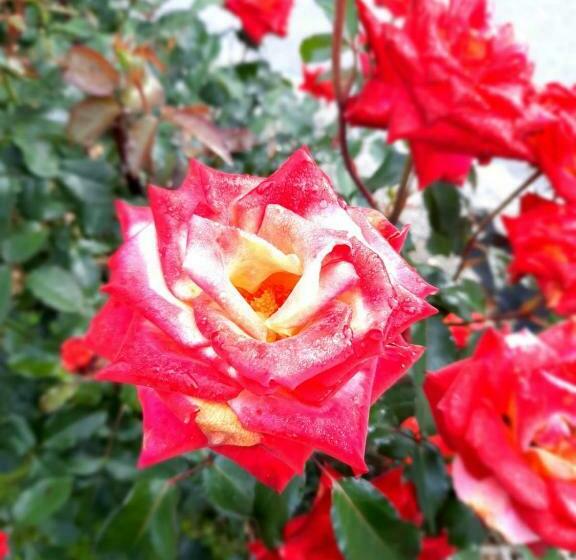 Отель Biohof Köck Tonibauer