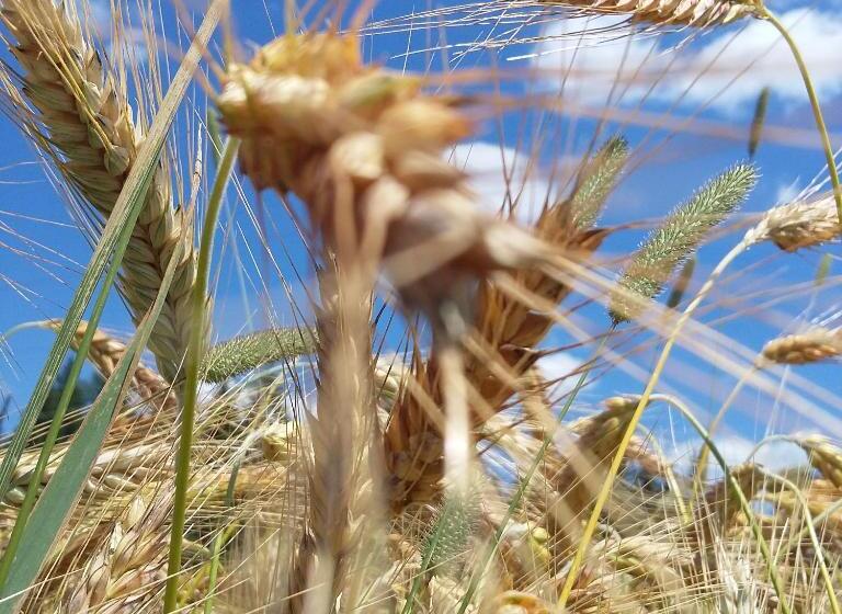 Отель Biohof Köck Tonibauer