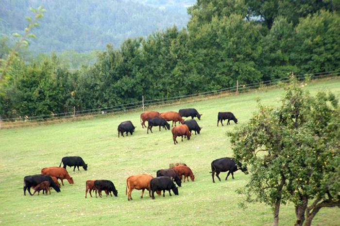 ホテル Green Park Monastero