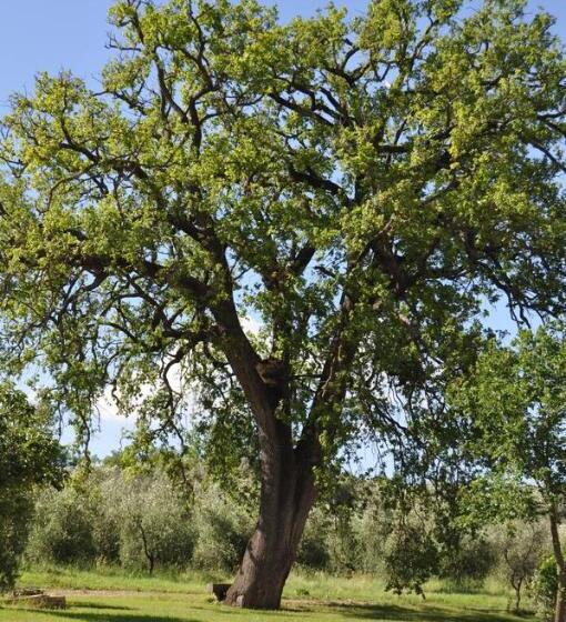 فندق Il Borgo Di San Michele