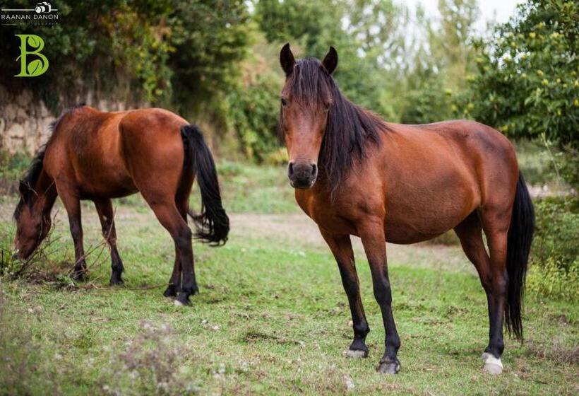 ホテル Quinta Da Bouça   Agroturismo