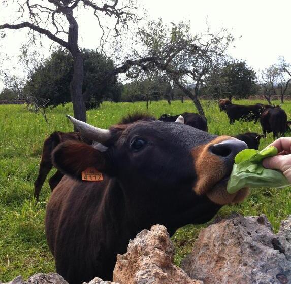 בית מלון כפרי Sa Bassa Crua Agroturismo