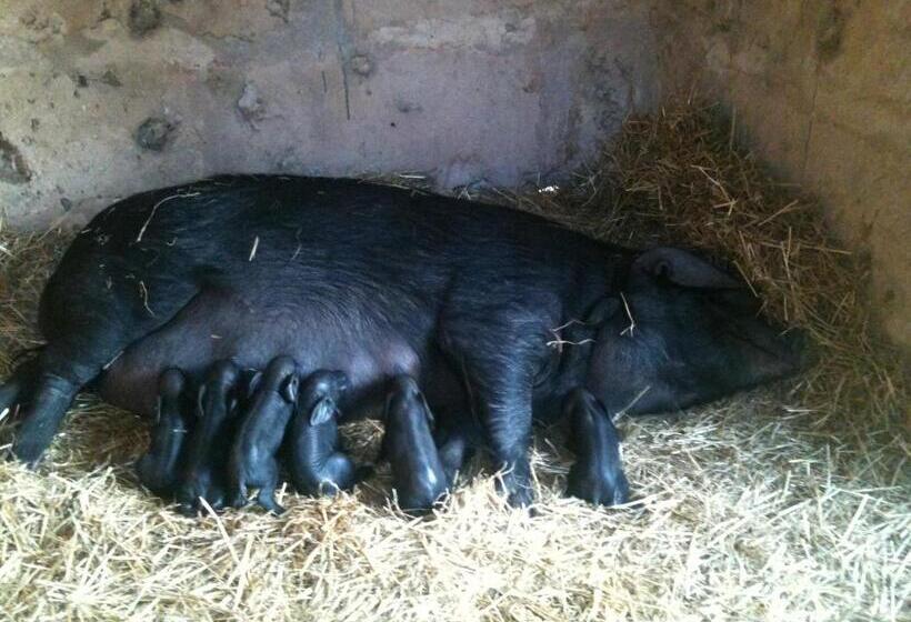 فندق Sa Bassa Crua Agroturismo