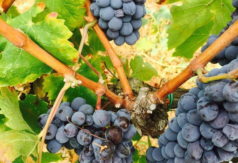 酒店 Tenuta del Fontino