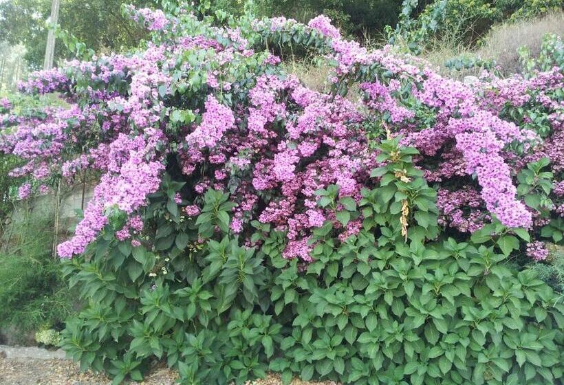 بنسيون Casa Do Escoivo