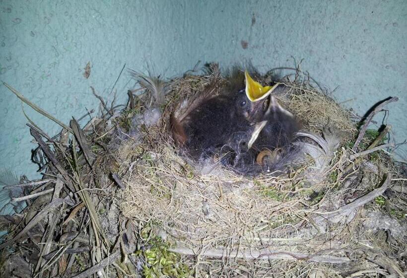 بنسيون Casa Do Escoivo